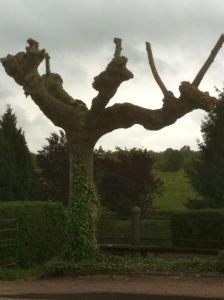 A properly trimmed tree: decapitated and disarmed. Take that Ma Nature.