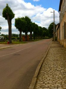 The result is full size bonsai trees lining streets, like a row of giant green lollipops.