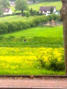 Weed whacking one field at a time. He'll begin again when the full field is trimmed.