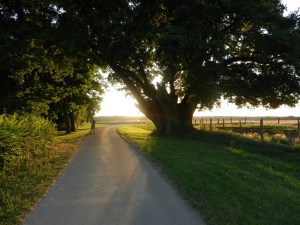 Joan of Arc's oak tree, the first misstep on her path to being burned at the stake.