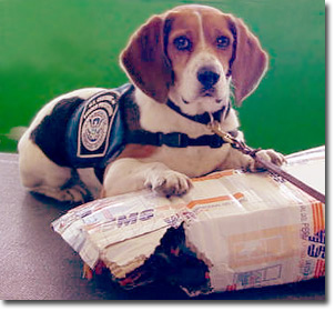 America's first defense - a Homeland Security beagle.