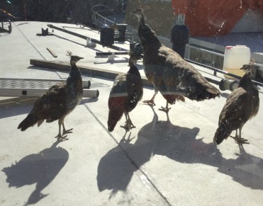 Besides its crew of welders and mechanics , Tinnemans sports a menagerie of penned and free range animals. These folks visit our deck every day.